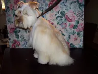  TOY Rose', a female Miniature Schnauzer for sale in Show Low, AZ – Photo 2 of 3