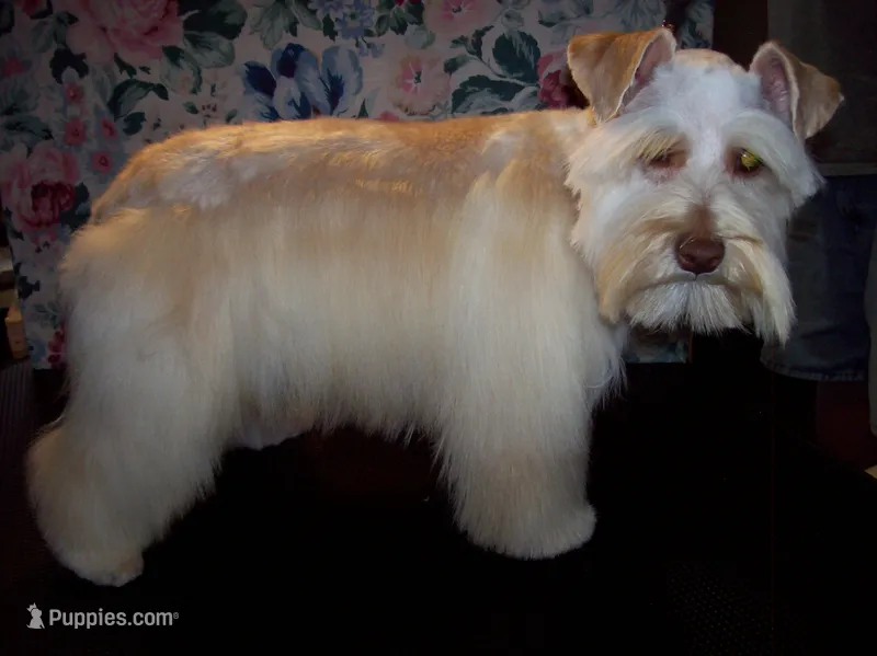 ON HOLD  TOY Rose' – Miniature Schnauzer puppy on hold in Show Low, AZ