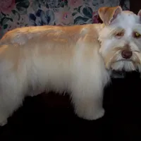  TOY Rose', a female Miniature Schnauzer for sale in Show Low, AZ – Photo 3 of 3