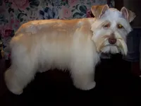  TOY Rose', a female Miniature Schnauzer for sale in Show Low, AZ – Photo 3 of 3