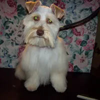  TOY Rose', a female Miniature Schnauzer for sale in Show Low, AZ – Photo 1 of 3