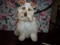  TOY Rose', a female Miniature Schnauzer for sale in Show Low, AZ – Photo 1 of 3