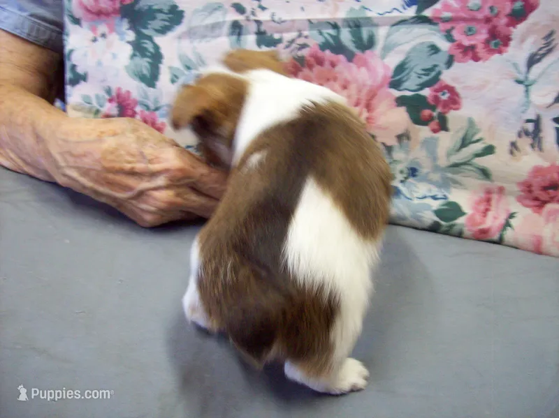 Tracker – Yorkshire Terrier puppy for sale in Show Low, AZ