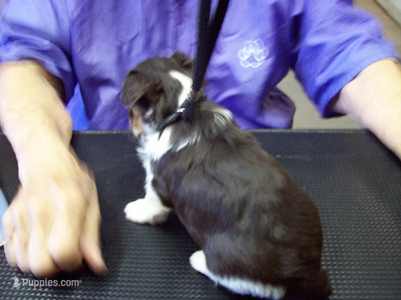 Hershey Dark Chocolate – Yorkshire Terrier puppy for sale in Show Low, AZ