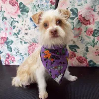 Rehoming fee:  Red Poppy, a male Yorkshire Terrier for sale in Show Low, AZ – Photo 2 of 4