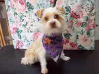 Reduced $ Red Poppy, a male Yorkshire Terrier for sale in Show Low, AZ – Photo 3 of 4