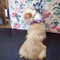 Rehoming fee:  Red Poppy, a male Yorkshire Terrier for sale in Show Low, AZ – Photo 3 of 4