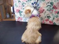 Reduced $ Red Poppy, a male Yorkshire Terrier for sale in Show Low, AZ – Photo 1 of 4