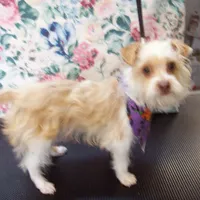 Rehoming fee:  Red Poppy, a male Yorkshire Terrier for sale in Show Low, AZ – Photo 4 of 4