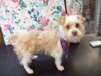 Reduced $ Red Poppy, a male Yorkshire Terrier for sale in Show Low, AZ – Photo 4 of 4