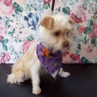 Rehoming fee:  Red Poppy, a male Yorkshire Terrier for sale in Show Low, AZ – Photo 1 of 4