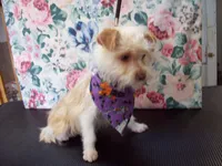 Reduced $ Red Poppy, a male Yorkshire Terrier for sale in Show Low, AZ – Photo 2 of 4