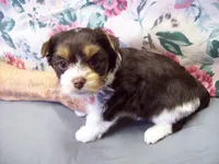 On Hold. Hershey Dark Chocolate, a male Yorkshire Terrier for sale in Show Low, AZ – 3 of 5