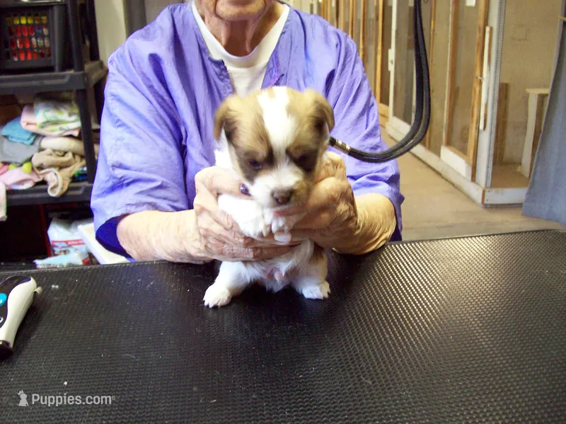 Tracker – Yorkshire Terrier puppy for sale in Show Low, AZ