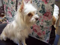 Maisey Mae, a female Yorkshire Terrier for sale in Show Low, AZ – 1 of 3
