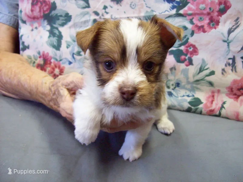 Tracker – Yorkshire Terrier puppy for sale in Show Low, AZ