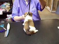 Tracker, a male Yorkshire Terrier for sale in Show Low, AZ – 2 of 3