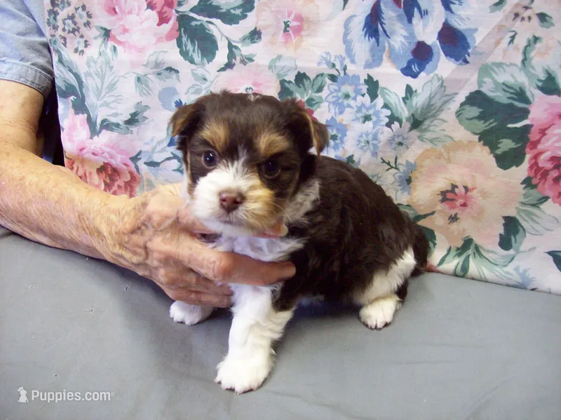 Hershey Dark Chocolate – Yorkshire Terrier puppy for sale in Show Low, AZ