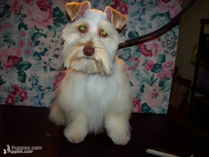 Rose' , a female Miniature Schnauzer for sale in Show Low, AZ – 1 of 3