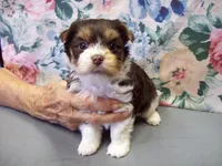 On Hold. Hershey Dark Chocolate, a male Yorkshire Terrier for sale in Show Low, AZ – 2 of 5