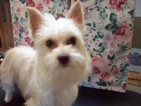 Maisey Mae, a female Yorkshire Terrier for sale in Show Low, AZ – 2 of 3
