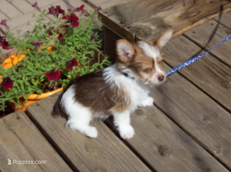  Special!!  Mr. Radar – Yorkshire Terrier puppy for sale in Show Low, AZ