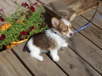  Special!! Mr. Radar, a male Yorkshire Terrier for sale in Show Low, AZ – 2 of 3