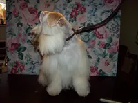 Rose' , a female Miniature Schnauzer for sale in Show Low, AZ – 2 of 3