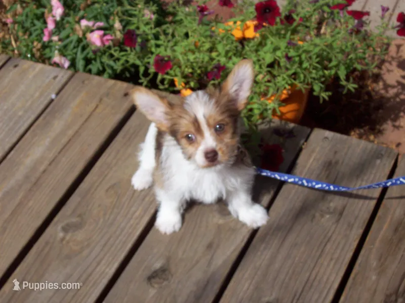  Special!! Mr. Radar – Yorkshire Terrier puppy for sale in Show Low, AZ