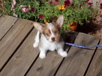  Special!! Mr. Radar, a male Yorkshire Terrier for sale in Show Low, AZ – 1 of 3