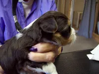 Hershey Dark Chocolate, a male Yorkshire Terrier for sale in Show Low, AZ – 3 of 5