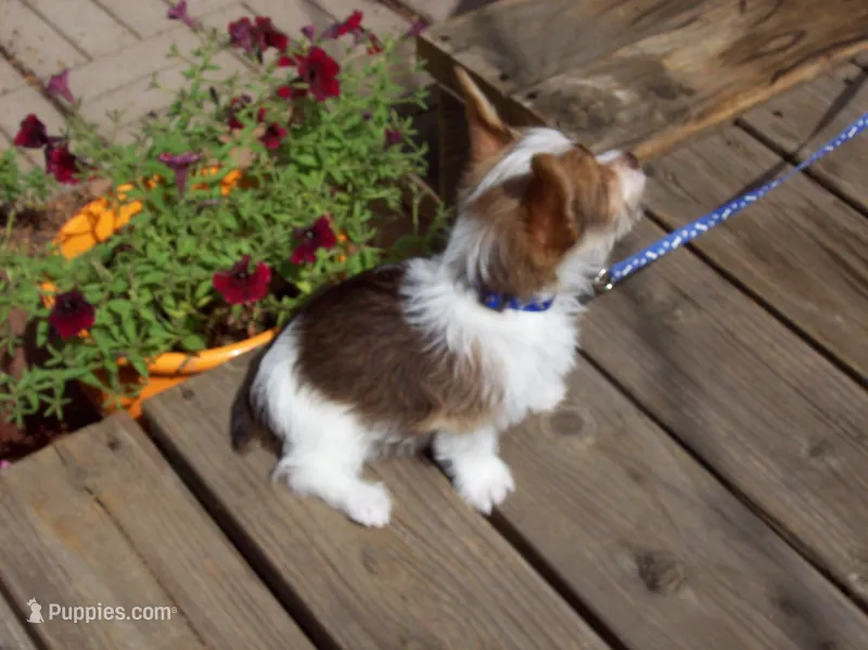 WEEKEND Special!!  Mr. Radar – Yorkshire Terrier puppy for sale in Show Low, AZ
