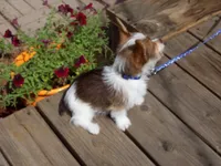  Special!! Mr. Radar, a male Yorkshire Terrier for sale in Show Low, AZ – 3 of 3