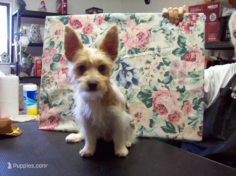   Happy  Boy  – Yorkshire Terrier puppy for sale in Show Low, AZ
