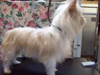 Maisey Mae, a female Yorkshire Terrier for sale in Show Low, AZ – 3 of 3