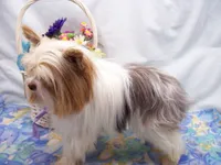   Happy  Boy (to good home), a male Yorkshire Terrier for sale in Show Low, AZ – 4 of 5