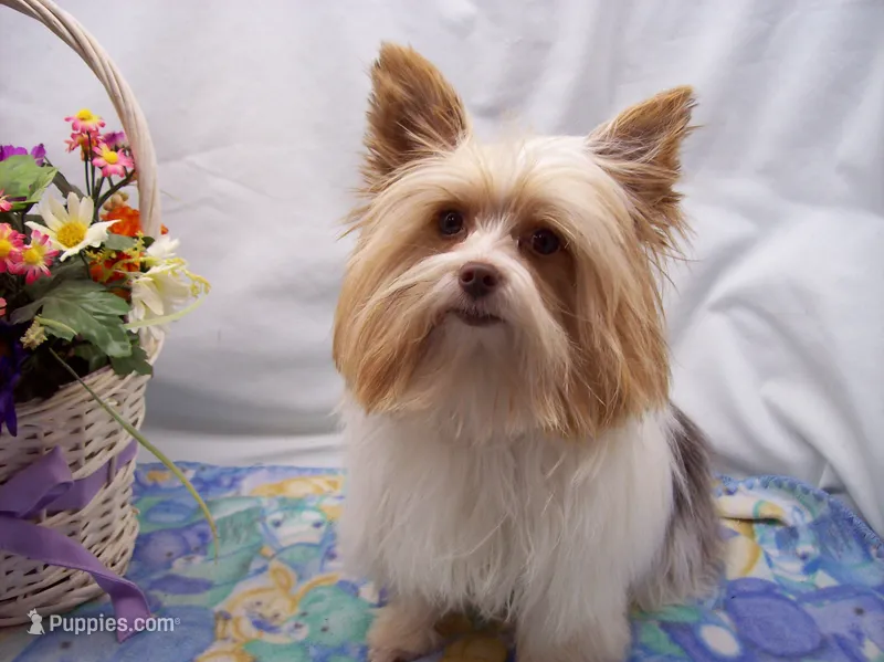 Dream Boy – Yorkshire Terrier puppy for sale in Show Low, AZ