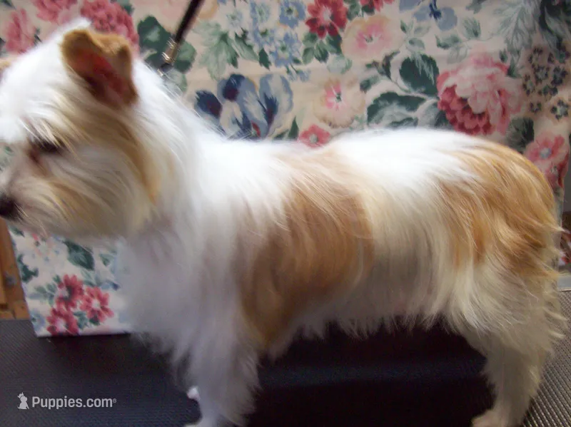 Pixie Dixie – Yorkshire Terrier puppy for sale in Show Low, AZ