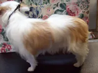 Pixie Dixie, a female Yorkshire Terrier for sale in Show Low, AZ – Photo 2 of 3