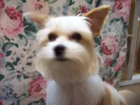 Pixie Dixie, a female Yorkshire Terrier for sale in Show Low, AZ – Photo 3 of 3