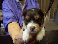 Hershey Dark Chocolate, a male Yorkshire Terrier for sale in Show Low, AZ – 2 of 5