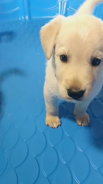 Swinney , a male German Shepherd Dog and Golden Retriever for sale in Moore, SC – 3 of 4