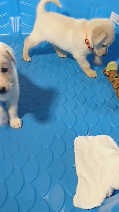 Swinney , a male German Shepherd Dog and Golden Retriever for sale in Moore, SC – 4 of 4