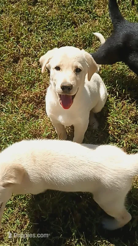 Fancy  – German Shepherd Dog, Golden Retriever puppy for sale in Spartanburg, SC