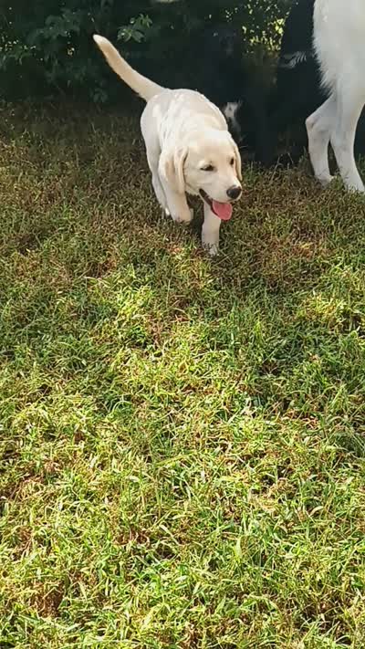 Molly , a female German Shepherd Dog and Golden Retriever for sale in Spartanburg, SC – 8 of 9