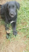 Nuke, a male German Shepherd Dog and Golden Retriever for sale in Spartanburg, SC – 2 of 8