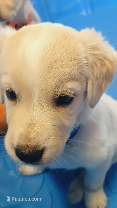 Hamilton  – German Shepherd Dog, Golden Retriever puppy for sale in Moore, SC