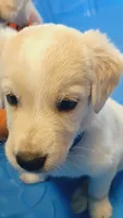 Hamilton , a male German Shepherd Dog and Golden Retriever for sale in Moore, SC – 1 of 3