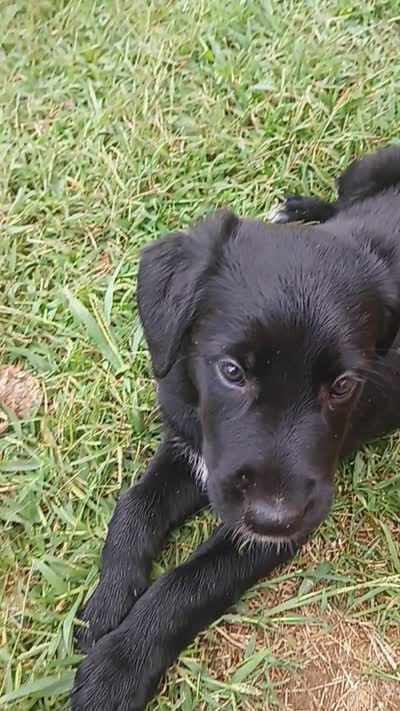 Nuke, a male German Shepherd Dog and Golden Retriever for sale in Spartanburg, SC – 7 of 8