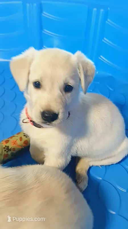 Dolly  – German Shepherd Dog, Golden Retriever puppy for sale in Moore, SC